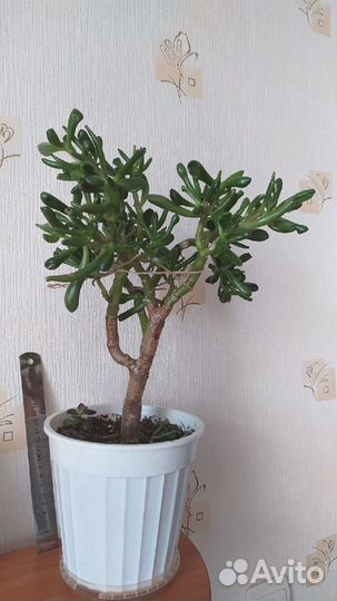 Крассула Хоббит