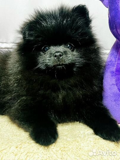 Померанский шпиц девочка