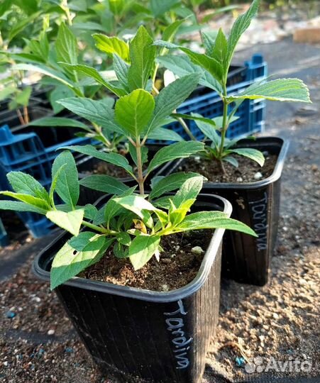 Гортензия метельчатая