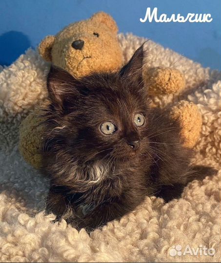 Котята и кошка в ответственные руки