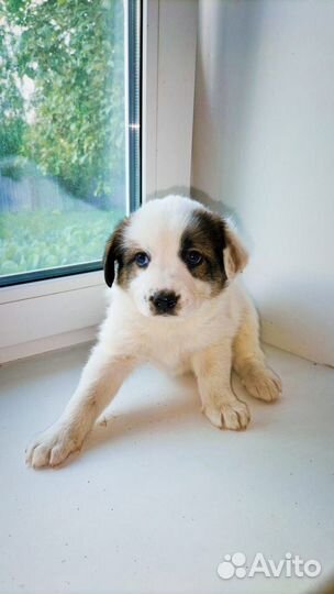 Прекрасные щенки