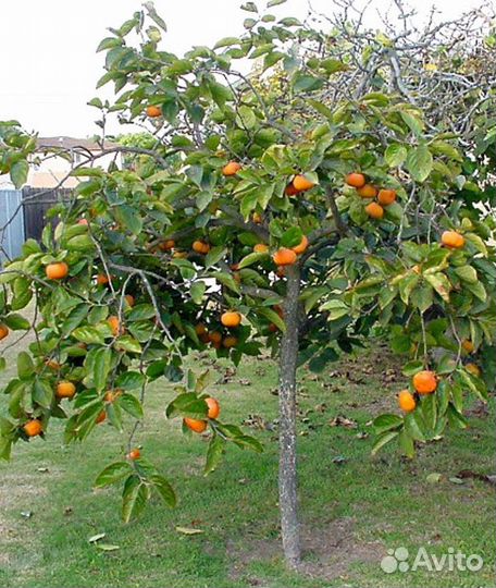 Саженцы хурмы