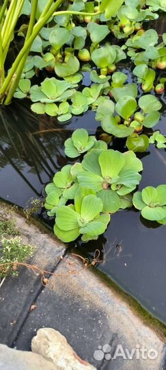 Водные растения для пруда