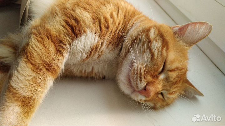 Ярко-рыжий кот
