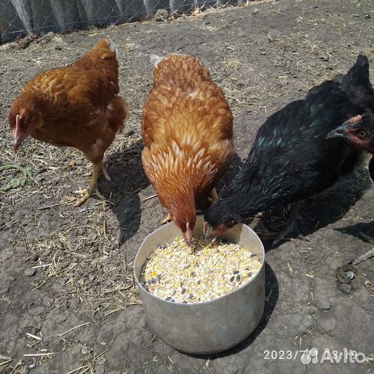 Комбикорм для кур несушек