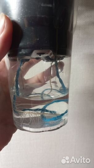 Ктенанта лубберса