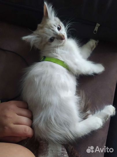 Отдам кошечку