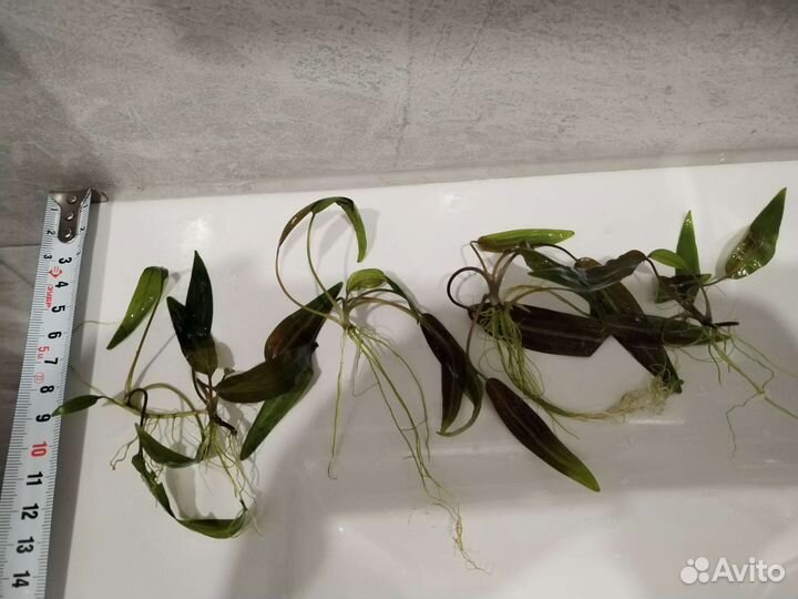 Аквариумные растения Криптокорина, Роголистник