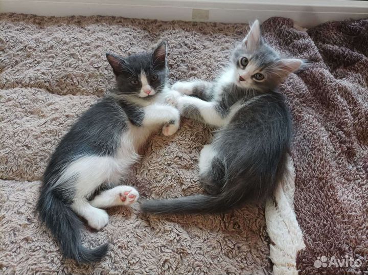 Котята в добрые руки
