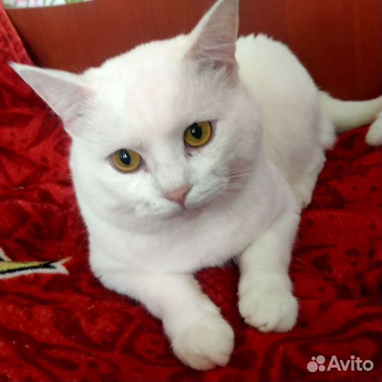 Кошка в дар