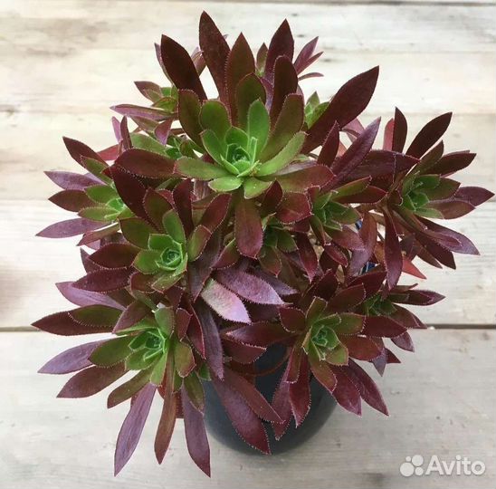 10 Эониум, Крассула