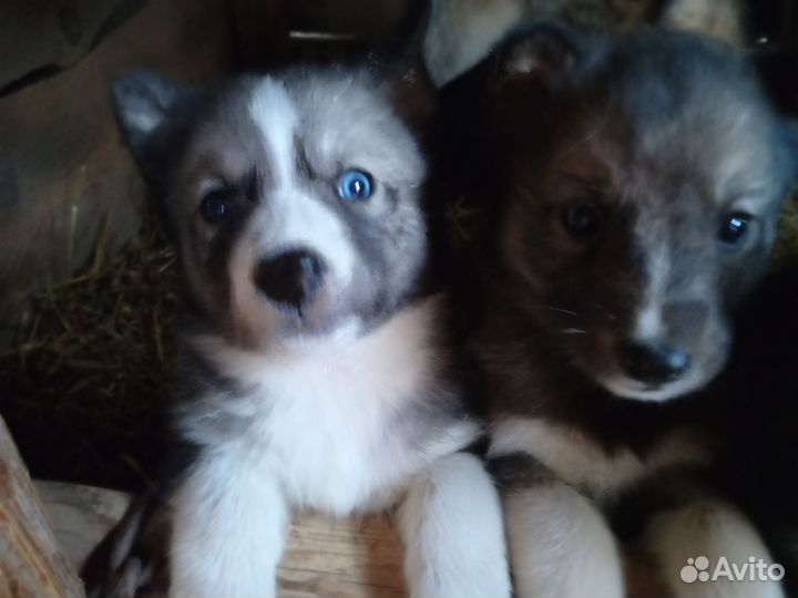 Щенки хаски