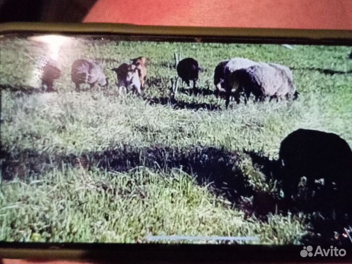 Овцы бараны