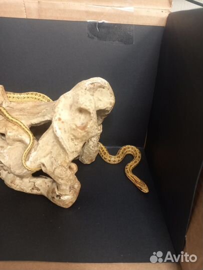 Подвязочный уж, узорчатый полоз, королевская змея