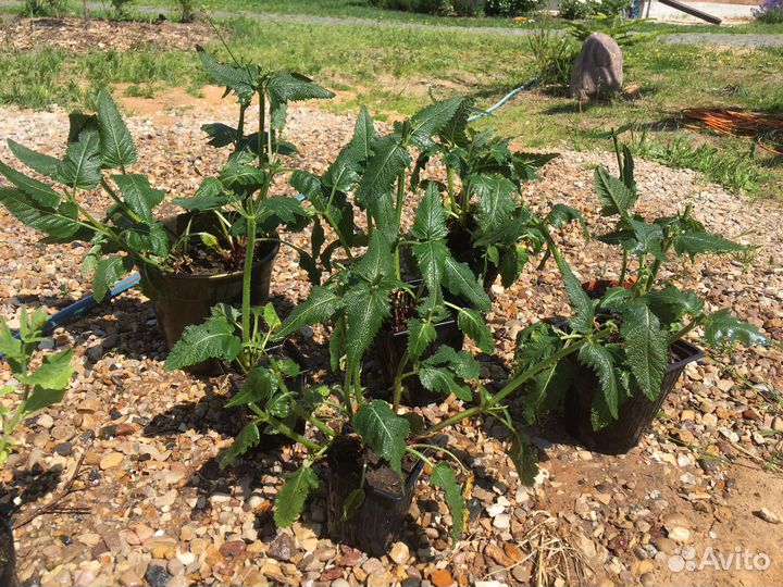 Шалфей розовая рапсодия и дубравный