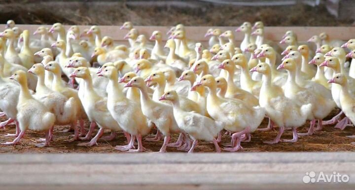 Гусята опт