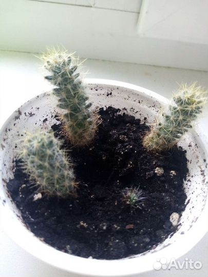 Кактусы разные