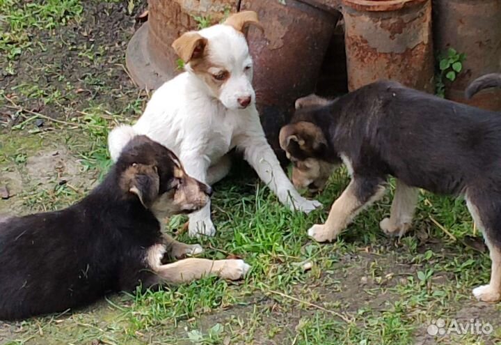 Щенки бесплатно