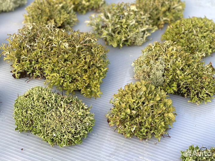 Цетрария - исландский мох