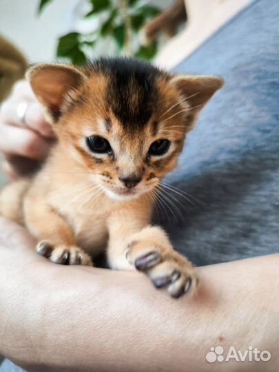 Абисинский котенок