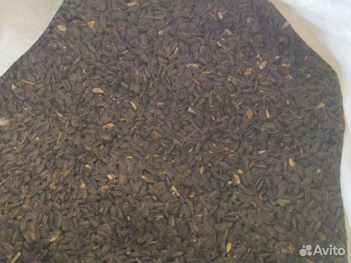 Семечка масляничная