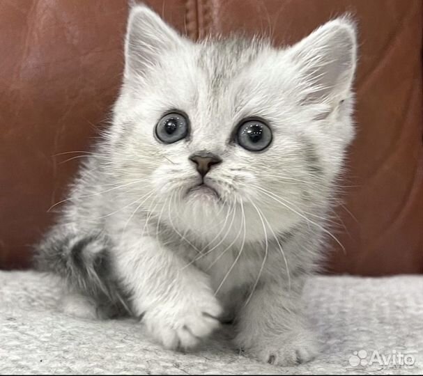 Плюшевпя Серебристая малышка Скоттиш страйт 3 мес