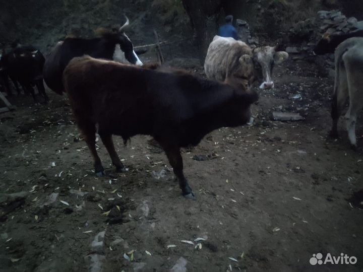 Бычки 9 месецев хоршие