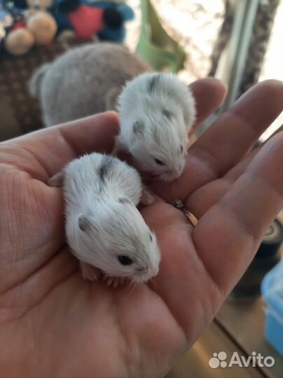 Продам хомяков джунгариков