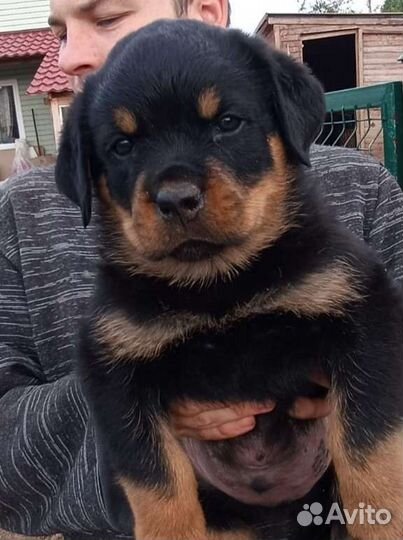 Ротвейлер щенки