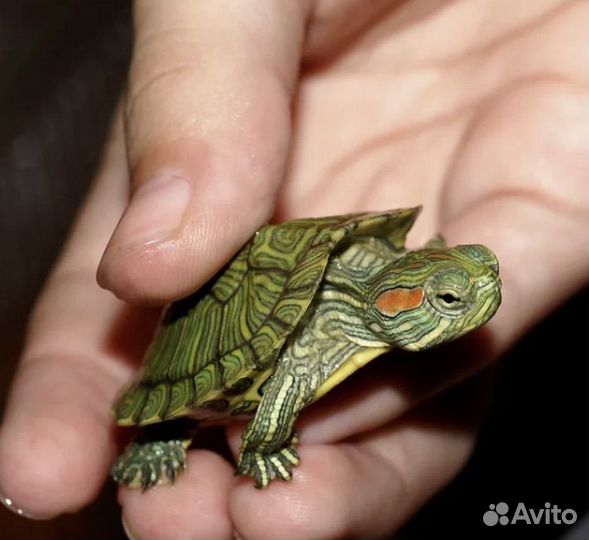 Красноухая черепаха