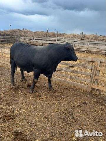 Ищу партнера-инвестора в сельское хозяйство
