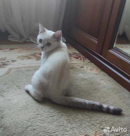 Британская серебристая шиншилла