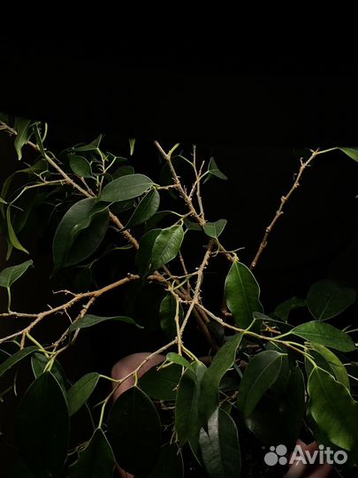 Фикус Бенджамина