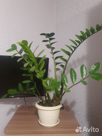 Замиокулькас