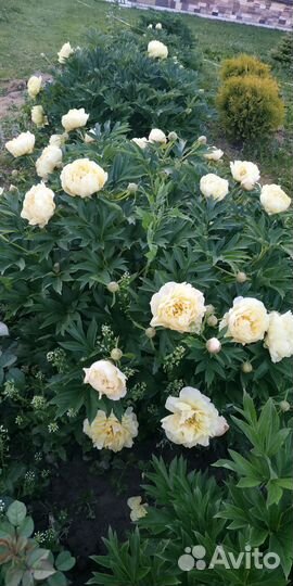 Гортензия на штамбе. Гортензии. Пионы