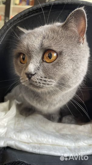 Кошечка ищет дом