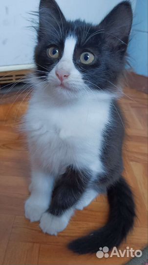 Котёнок, девочка, два месяца