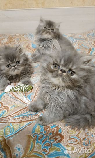 Персидские котята