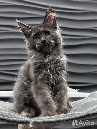 Кот Мейн Кун