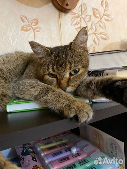 Британская молодая кошечка в добрые руки