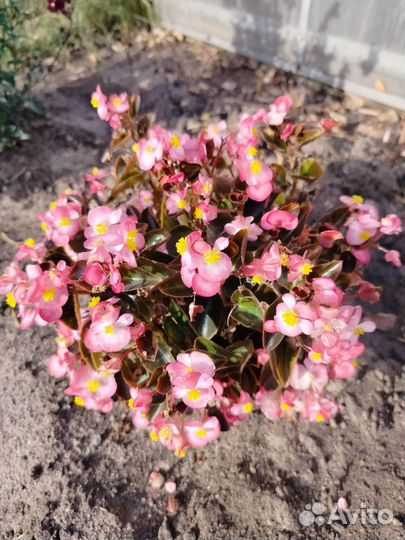 Бегония вечноцветущая