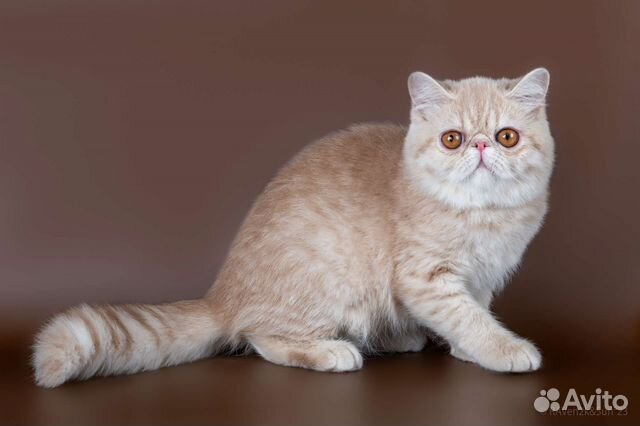 Экзотические котята