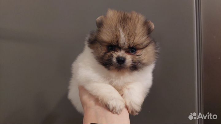 Щенки шпица