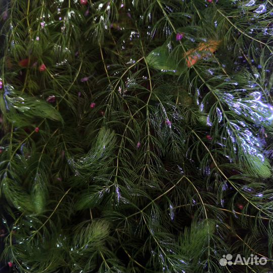 Роголистник в аквариум