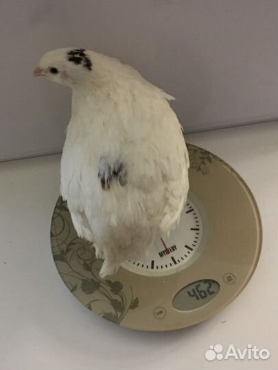 Перепела, инкубационные яйца, мясо перепела