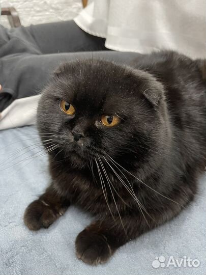 Шотландский кот вязка