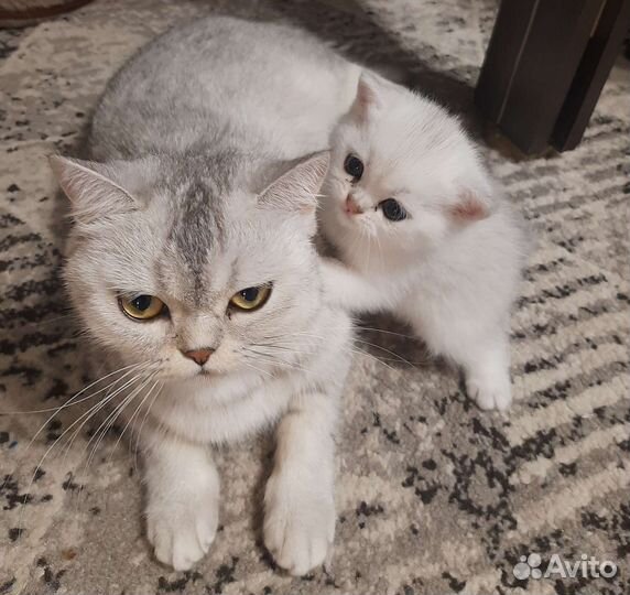 Котик британской серебристой шиншиллы