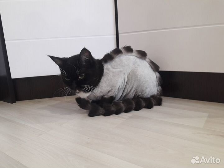 Стрижка котов и кошек. Экспресс линька,тримминг