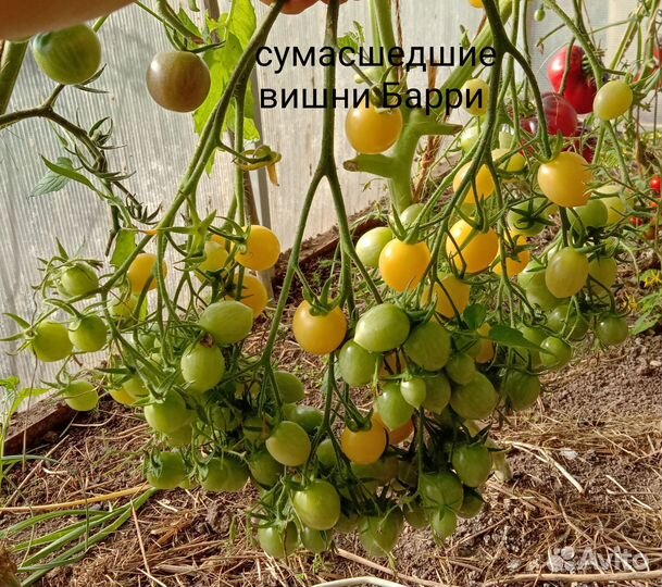 Рассада коллекционных томатов