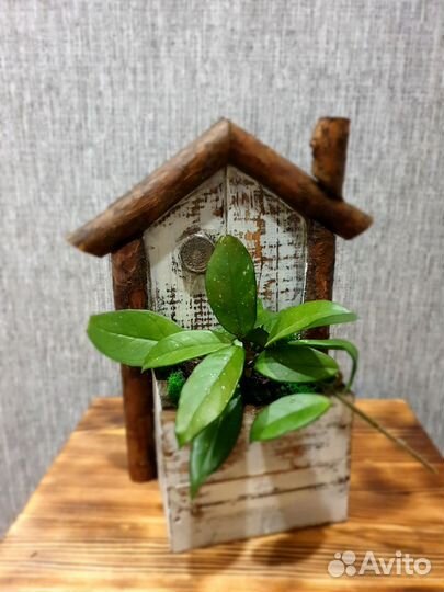 Цветочные композиции из суккулентов